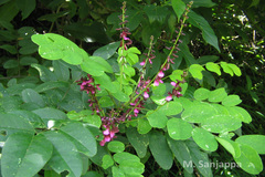 Indigofera atropurpurea